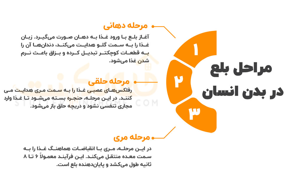 مراحل بلع در بدن انسان